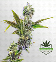 Triple XL Autoflower Marijuana Seeds image