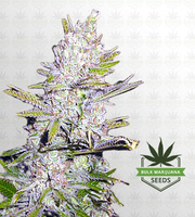 Haze Xtreme Regular Marijuana Seeds image