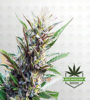 San Fernando Valley Feminized Marijuana Seeds image