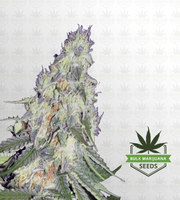 Misty Autoflower Marijuana Seeds image