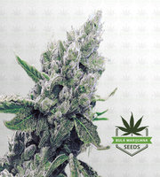 Strawberry Milk Fast Version Marijuana Seeds image