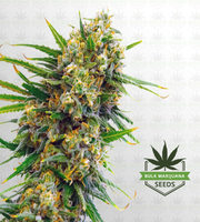 Matanuska Tundra Feminized Marijuana Seeds image