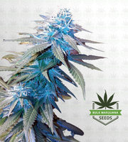 Venice OG Fast Version Marijuana Seeds image