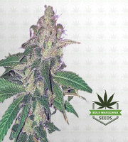 MK Ultra Feminized Marijuana Seeds image