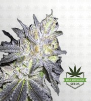 Wedding Cake Feminized Marijuana Seeds image