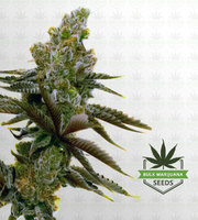 Oregon Peach Feminized Marijuana Seeds image