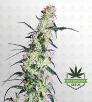 Pluto Kush Autoflower Marijuana Seeds image