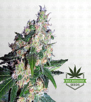 Mazar Feminized Marijuana Seeds image