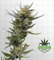 Lemon Autoflower Marijuana Seeds image