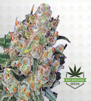 Northern Critical Feminized Marijuana Seeds image