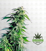 Hindu Kush Regular Marijuana Seeds image