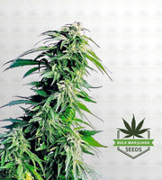 Hindu Kush Regular Marijuana Seeds image