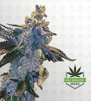 Rainbow Sherbert Feminized Marijuana Seeds image