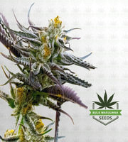 Purple Star Killer Feminized Marijuana Seeds image