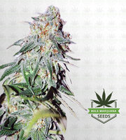 LSD Feminized Marijuana Seeds image