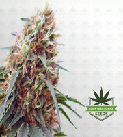 Northern Lights Autoflower Marijuana Seeds image