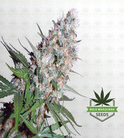Trainwreck Feminized Marijuana Seeds image