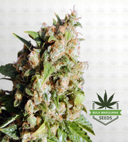 Lucid Dream Feminized Marijuana Seeds image