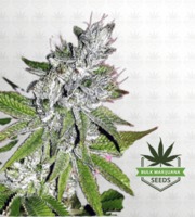 Kandy Kush / Candy Kush Feminized Marijuana Seeds image