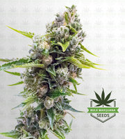 Northern Lights #10 Feminized Marijuana Seeds image