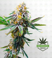 Triangle Kush Feminized Marijuana Seeds image