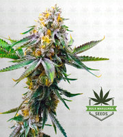 Triangle Kush Feminized Marijuana Seeds image