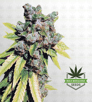 Lambs Breath Autoflower Marijuana Seeds image