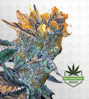 Jungle Juice Feminized Marijuana Seeds image