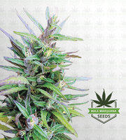 Sativa Star Feminized Marijuana Seeds image