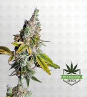 Legend OG Feminized Marijuana Seeds image