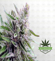 Tang OG Feminized Marijuana Seeds image