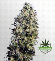 M8 Feminized Marijuana Seeds image
