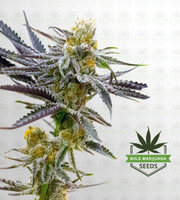 Tropicana Cookies Purple Feminized Marijuana Seeds image