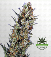 Jelly Bean Regular Marijuana Seeds image