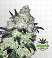 White Cookies Feminized Marijuana Seeds image