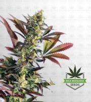 Lemon Garlic Feminized Marijuana Seeds image