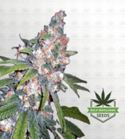 Lemon Haze Diesel Feminized Marijuana Seeds image