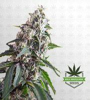 Purple Kush Autoflower Marijuana Seeds image
