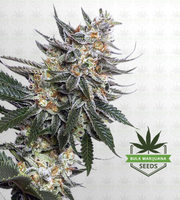 Tangie Feminized Marijuana Seeds image