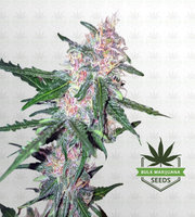 Purple Punch Fast Version Marijuana Seeds image