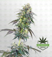 Strawberry Kush Feminized Marijuana Seeds image