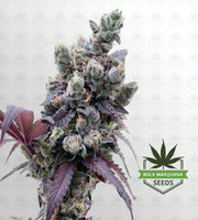 Purple Gelato Feminized Marijuana Seeds image