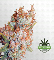 Sour Flower Autoflower Marijuana Seeds image