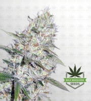 Super Silver Haze CBD Marijuana Seeds image