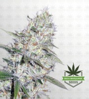 Super Silver Haze CBD Marijuana Seeds image