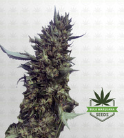 Tokyo OG Feminized Marijuana Seeds image