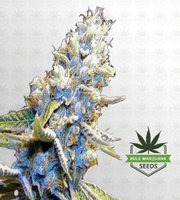 Star Killer Feminized Marijuana Seeds image