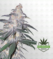 White Dream Autoflower Marijuana Seeds image