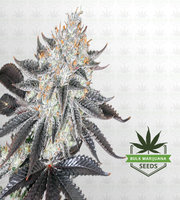 Sex on the Beach Feminized Marijuana Seeds image