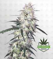 Strawberry Diesel Feminized Marijuana Seeds image